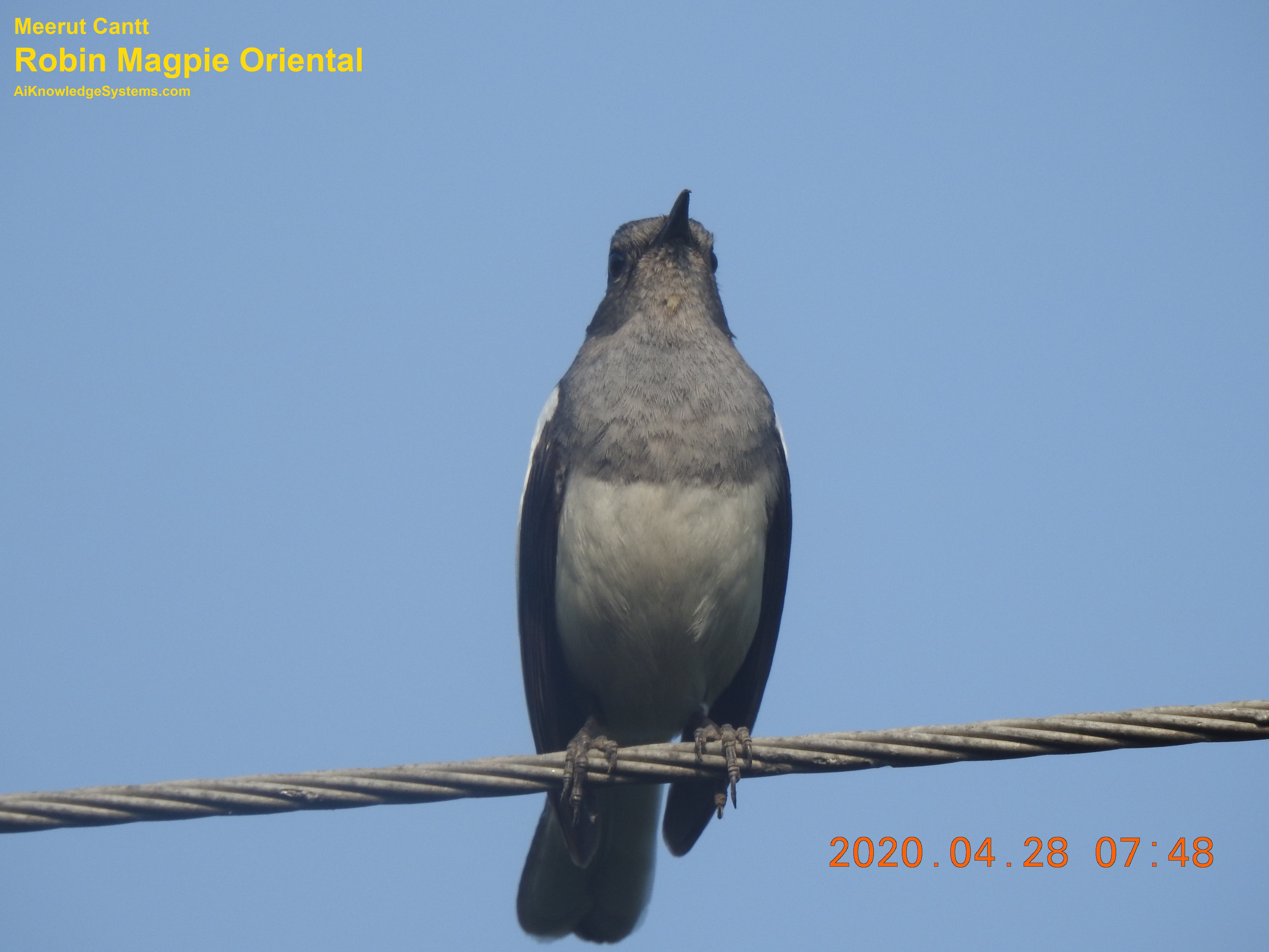 Magpie Robin (77) Coming Soon